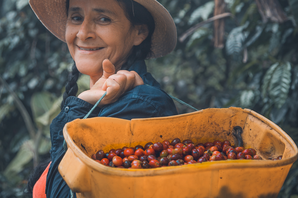 Woman coffee farmer holding a basket of coffee cherries